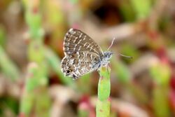 Theclinesthes sulpitius.jpg