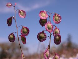 Thysanocarpus radians.jpeg