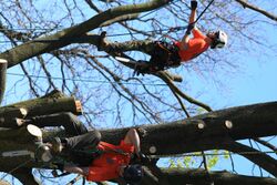 Arborists in Ontario