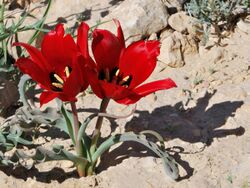 Tulipa systola 2.jpg