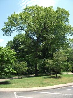 Ulmus serotina 20100627.jpg