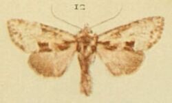 Union Rustic Moths of the British Isles.jpg