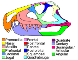 Venaticosuchus skull diagram.png