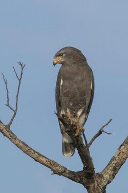 Western banded snake eagle (Circaetus cinerascens).jpg