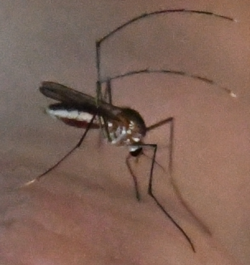 Wyeomyia vanduzeei.png