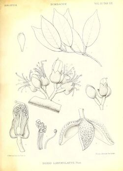 Иллюстрация дуриана Durio lanceolatus.jpg