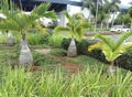 4 Mauritian bottle palms - Hyophorbe lagen.jpg