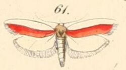61-Hypercallia haematella (Felder, 1875).JPG