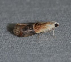Acrobasis demotella - Walnut Shoot Moth (14092055867).jpg