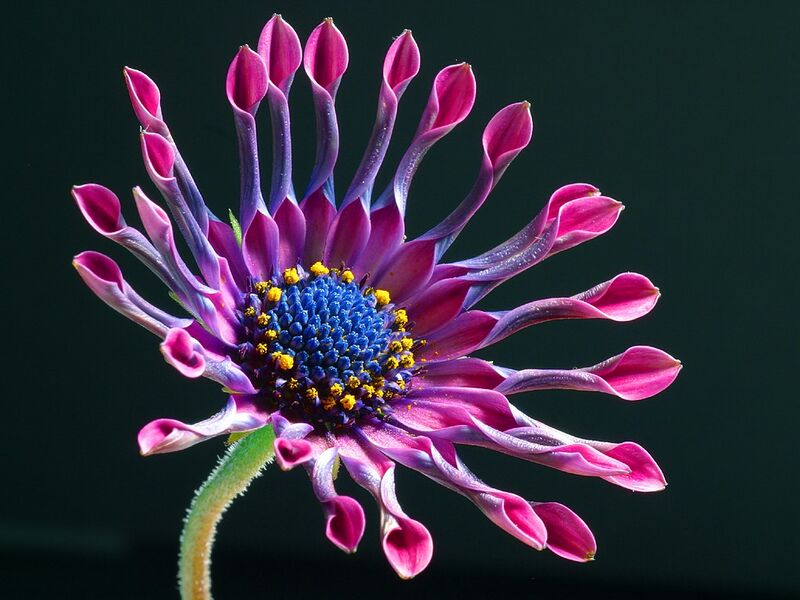 File:African daisy (Osteospermum sp. 'Pink Whirls').jpg