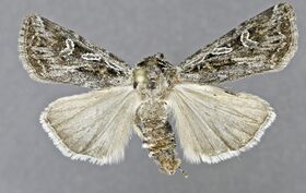 Agrotis robustior DPG1HEXA0004247.jpg