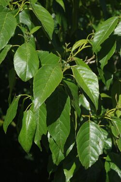 Alnus formosana leaves.jpg