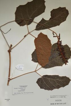 Ampelocissus asekii holotype - PhytoKeys-021-001-g001.jpeg