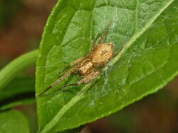 Anyphaenidae - Anyphaena sp..JPG