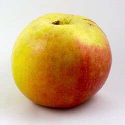 Apfel-Berlepsch.jpg