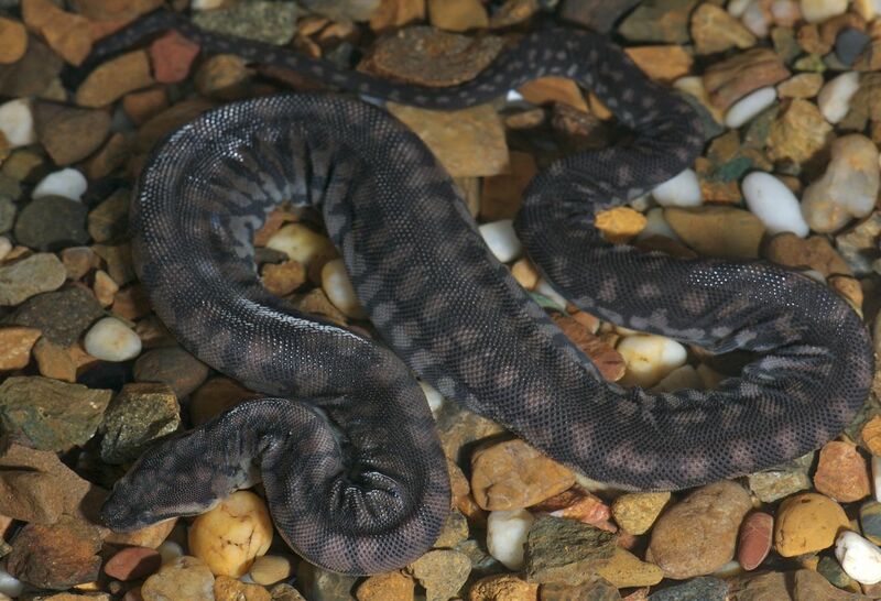 File:Arafura file snake (Acrochordus arafurae) in captivity.jpg