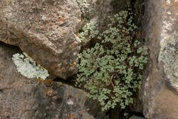 A small fern with leaf divided into oval segments growing in a crevice of a large rock face