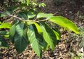 Artocarpus gomezianus 03.JPG