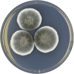 Aspergillus gorakhpurensis cya.png