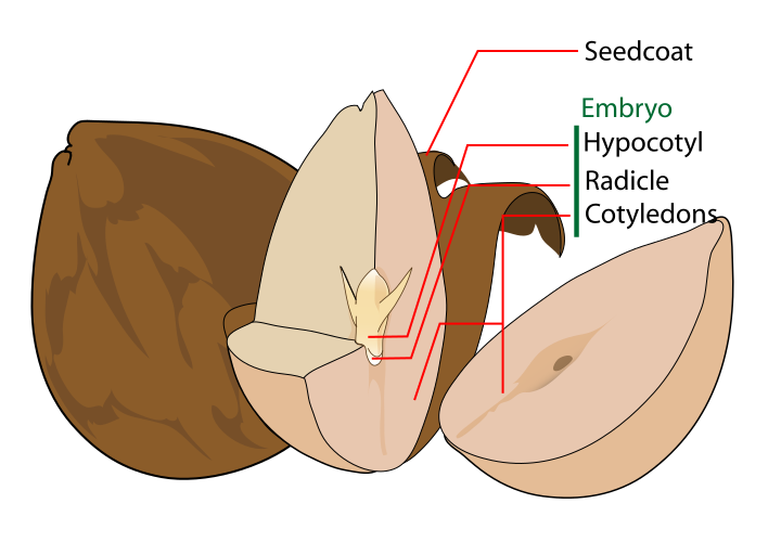 File:Avocado seed diagram-en.svg