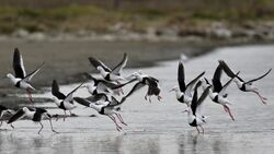 15 brown and white birds taking off from a shallow lake on an overcast day