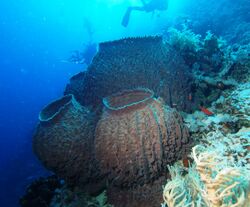 Barrel sponge (Xestospongia testudinaria).jpg