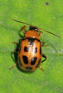 Bean Leaf Beetle - Cerotoma trifurcata, Meadowood Farm SRMA, Mason Neck, Virginia.jpg