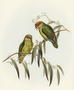 Bird illustration by Elizabeth Gould for Birds of Australia, digitally enhanced from rawpixel's own facsimile book665 (cropped).jpg