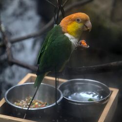Black-legged parrot eating.jpg