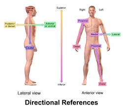 Blausen 0019 AnatomicalDirectionalReferences.png