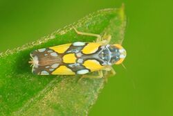 Brazilian Leafhopper - Protalebrella brasiliensis, Fairchild Tropical Gardens, Coral Gables, Florida.jpg