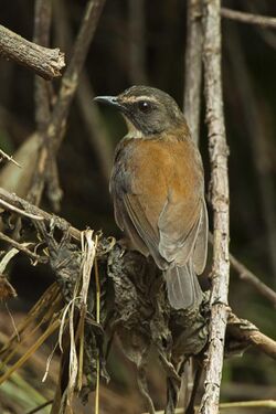 Brown-chested Alethe - Kakamega Kenya 06 2654 (17208950916).jpg