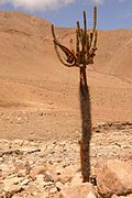 Browningia Candelaris (Cactus).jpg