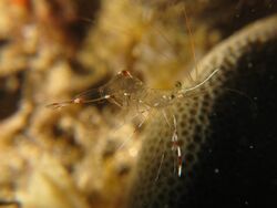 Bruuns Cleaning Partner Shrimp - Urocaridella Antonbruunii (3879171226).jpg