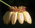 Bulbophyllumauratum cropped.jpg