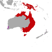 New Guinea and the eastern and northern coasts of Australia including Tasmania. Introduced to the southwestern tip of Australia