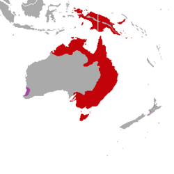 Cacatua galerita range map.png