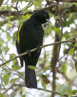 Cacicus chrysopterus -Argentina-8.jpg