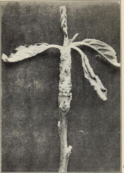 California plant diseases (1911) (19892496124).jpg
