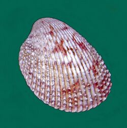 Cardiidae - Trachycardium egmontianum.JPG