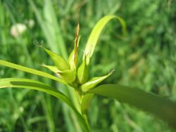 Carex intumescens.jpg