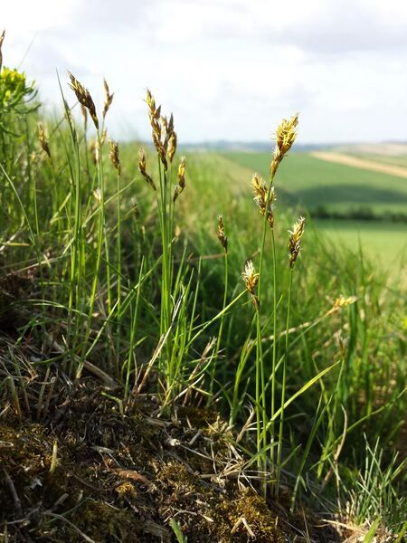 File:Carex praecox sl4.jpg