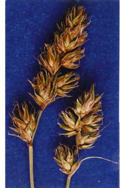 Carexoccidentalis.jpg