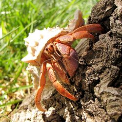 Caribbean hermit crab.JPG