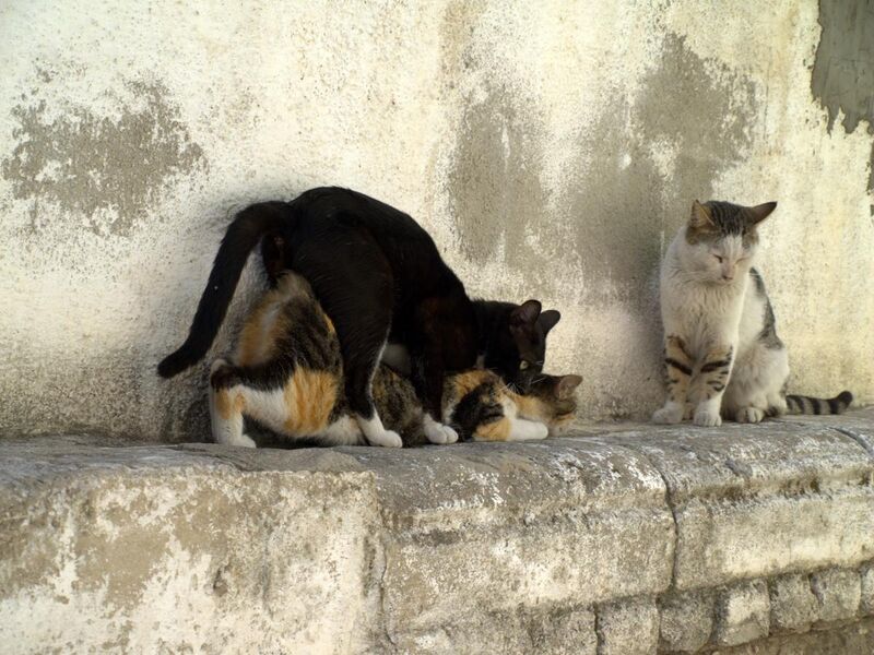File:Cats having sex in Israel.jpg