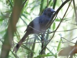 Cercomacra manu - Manu antbird (male).jpg
