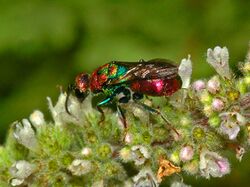 Chrysididae - Hedychrum rutilans.jpg