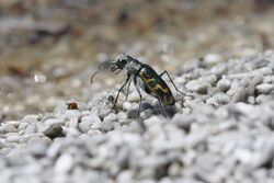 Cicindela tenuicincta 87717044.jpg