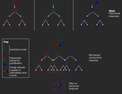 Clonal expansion and monoclonal versus polyclonal proliferation.PNG