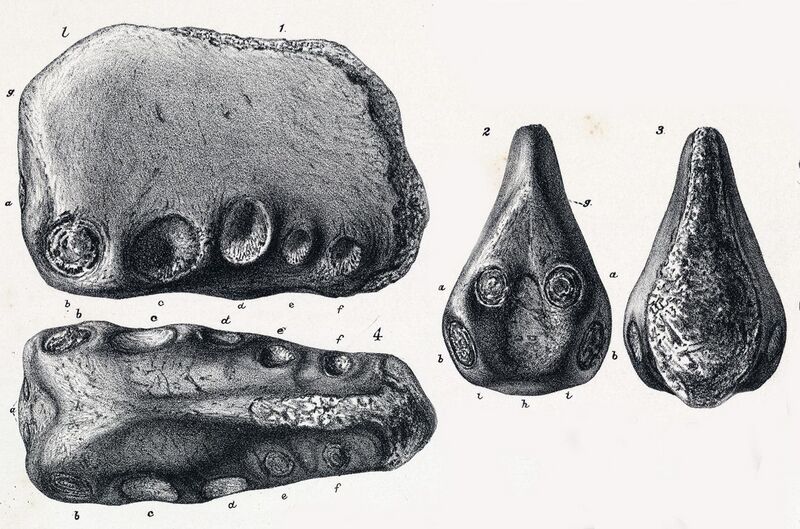 File:Coloborhynchus.jpg